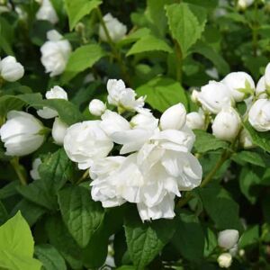 Philadelphus 'Virginal' (d) 40-60 cm